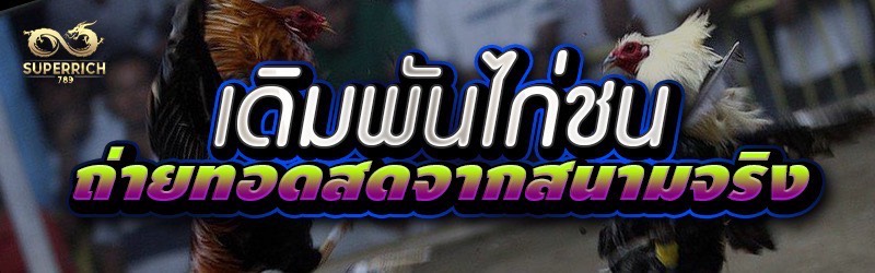 เดิมพันไก่ชน ถ่ายทอดสดจากสนามจ